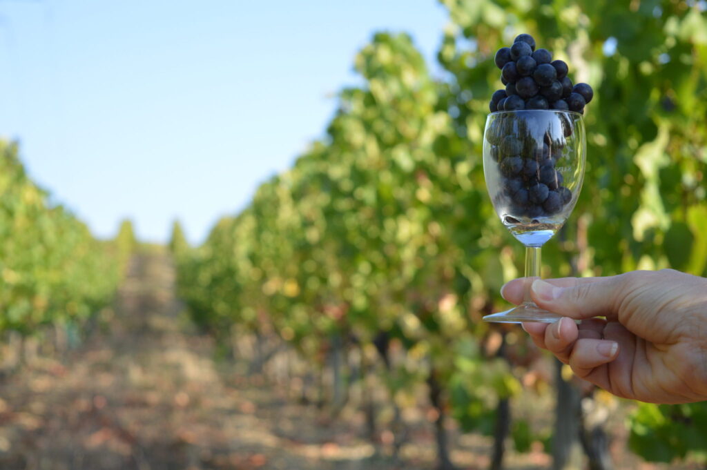 vendages 2018 hauteurs saulcet bransat 7 val de sioule